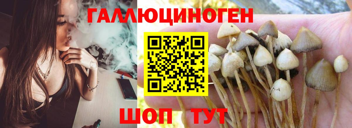 Галлюциногенные грибы GOLDEN TEACHER Луга